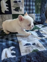 Polar bear, a male French Bulldog for sale in Byers, CO – Photo 5 of 8