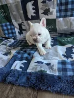 Polar bear, a male French Bulldog for sale in Byers, CO – Photo 2 of 8