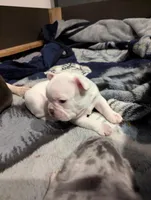 Polar bear, a male French Bulldog for sale in Byers, CO – Photo 7 of 8