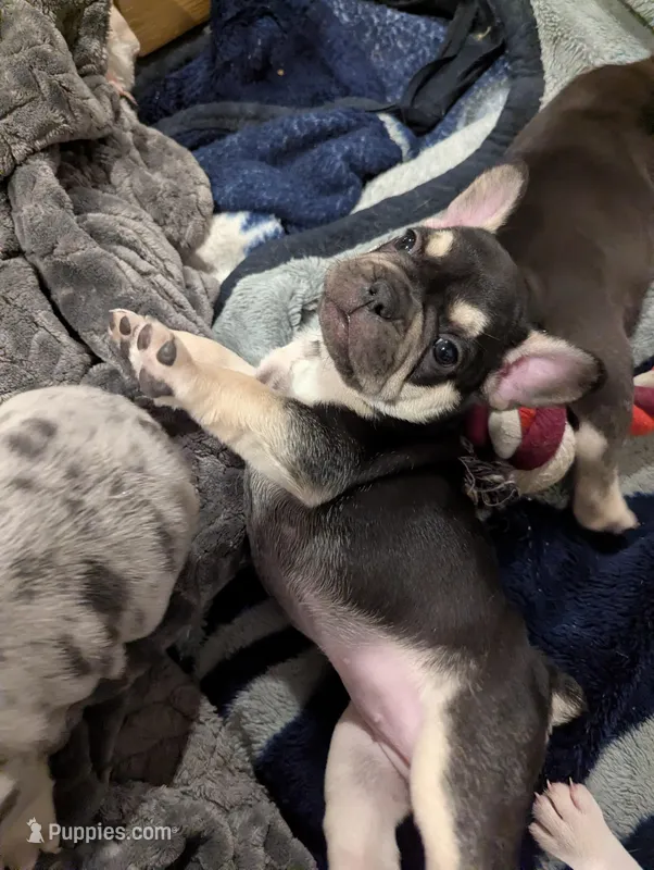 Pearl – French Bulldog puppy for sale in Byers, CO