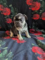 Pearl, a female French Bulldog for sale in Byers, CO – Photo 8 of 8
