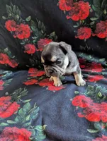 Pearl, a female French Bulldog for sale in Byers, CO – Photo 3 of 8