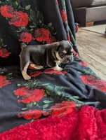 Pearl, a female French Bulldog for sale in Byers, CO – Photo 6 of 8