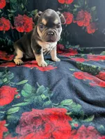 Pearl, a female French Bulldog for sale in Byers, CO – Photo 7 of 8