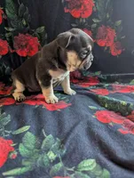 Pearl, a female French Bulldog for sale in Byers, CO – Photo 5 of 8