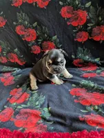 Pearl, a female French Bulldog for sale in Byers, CO – Photo 2 of 8