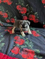 Pearl, a female French Bulldog for sale in Byers, CO – Photo 1 of 8