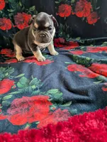 Pearl, a female French Bulldog for sale in Byers, CO – Photo 4 of 8