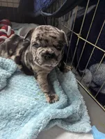 Ruger , a male French Bulldog for sale in Byers, CO – Photo 6 of 10