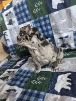 Ruger , a male French Bulldog for sale in Byers, CO – Photo 8 of 10