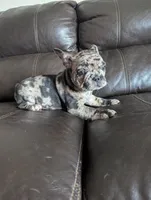 Ruger , a male French Bulldog for sale in Byers, CO – Photo 3 of 10