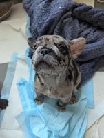 Ruger , a male French Bulldog for sale in Byers, CO – Photo 7 of 10