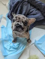 Ruger , a male French Bulldog for sale in Byers, CO – Photo 4 of 10