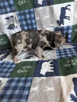 Ruger , a male French Bulldog for sale in Byers, CO – Photo 10 of 10