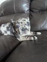 Ruger , a male French Bulldog for sale in Byers, CO – Photo 2 of 10