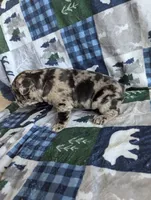 Ruger , a male French Bulldog for sale in Byers, CO – Photo 5 of 10