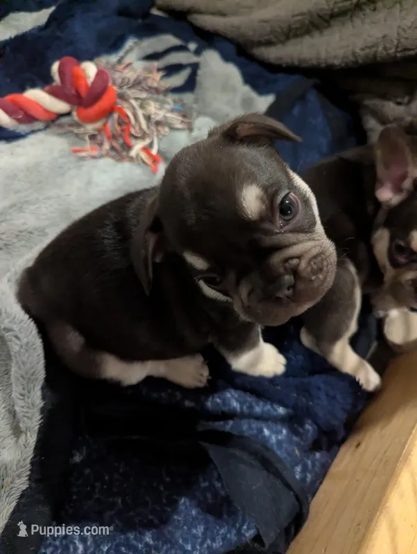 Brutus – French Bulldog puppy for sale in Byers, CO
