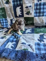 Brutus, a male French Bulldog for sale in Byers, CO – Photo 3 of 3