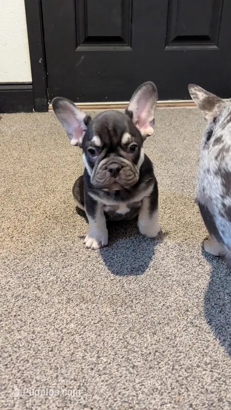 Brutus – French Bulldog puppy for sale in Byers, CO