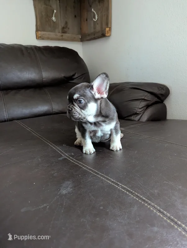 Brutus – French Bulldog puppy for sale in Byers, CO