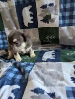 Brutus, a male French Bulldog for sale in Byers, CO – Photo 1 of 3