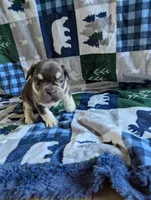 Brutus, a male French Bulldog for sale in Byers, CO – Photo 2 of 3