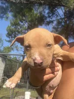 N/A, a male American Bully for sale in Saucier, MS – 6 of 9