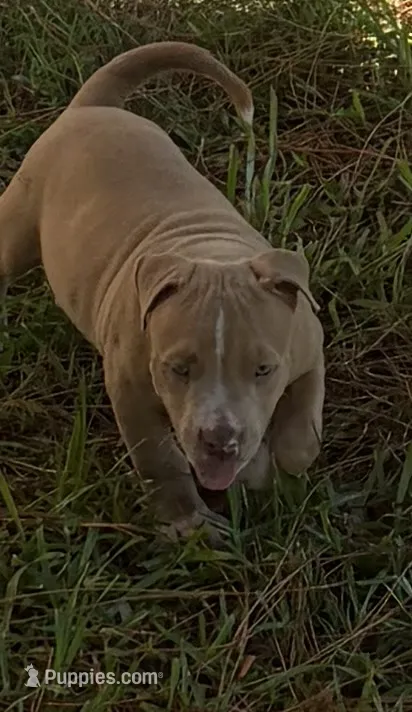 N/A – American Bully puppy for sale in Saucier, MS