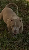 N/A, a male American Bully for sale in Saucier, MS – 1 of 9
