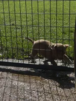 N/A, a male American Bully for sale in Saucier, MS – 8 of 9