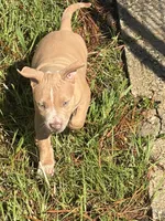 N/A, a male American Bully for sale in Saucier, MS – 5 of 9