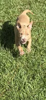 N/A, a male American Bully for sale in Saucier, MS – 4 of 9
