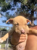 N/A, a male American Bully for sale in Saucier, MS – 7 of 9
