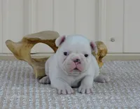 Casper, a male French Bulldog for sale in Stockton, MO – 2 of 8