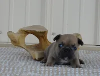 Suede, a male French Bulldog for sale in Stockton, MO – 6 of 7