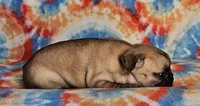 Ringo, a male French Bulldog for sale in Stockton, MO – 8 of 9