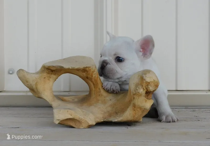 Diva – French Bulldog puppy for sale in Stockton, MO