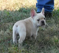 Buster, a male French Bulldog for sale in Stockton, MO – 6 of 9