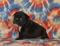 Elvira, a female French Bulldog for sale in Stockton, MO – 3 of 9