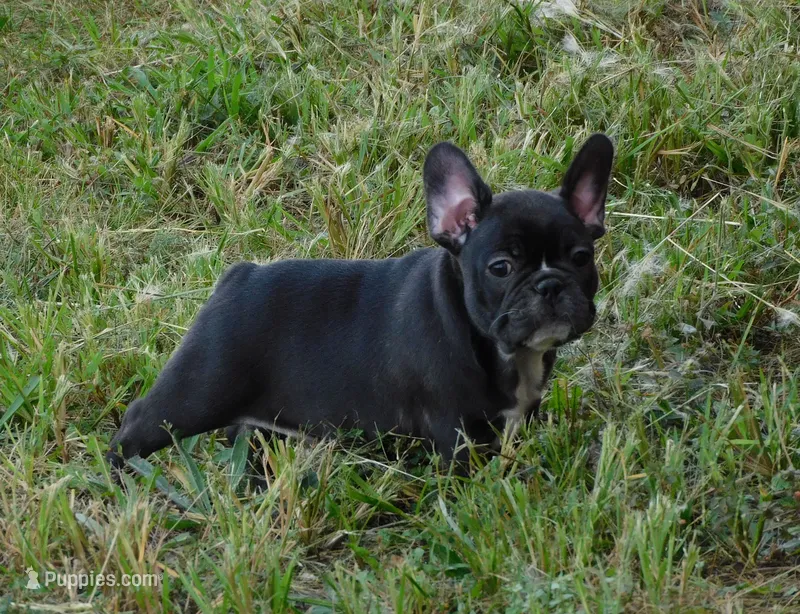 Elvira – French Bulldog puppy for sale in Stockton, MO