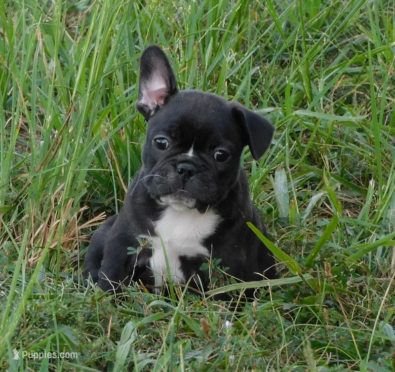 Elvira – French Bulldog puppy for sale in Stockton, MO