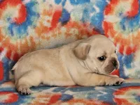 Charro, a male French Bulldog for sale in Stockton, MO – 4 of 9