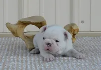 Casper, a male French Bulldog for sale in Stockton, MO – 6 of 8