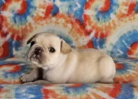 Charro, a male French Bulldog for sale in Stockton, MO – 3 of 9