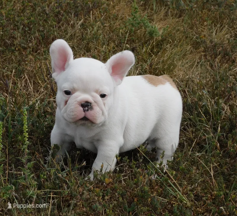 Casper – French Bulldog puppy for sale in Stockton, MO
