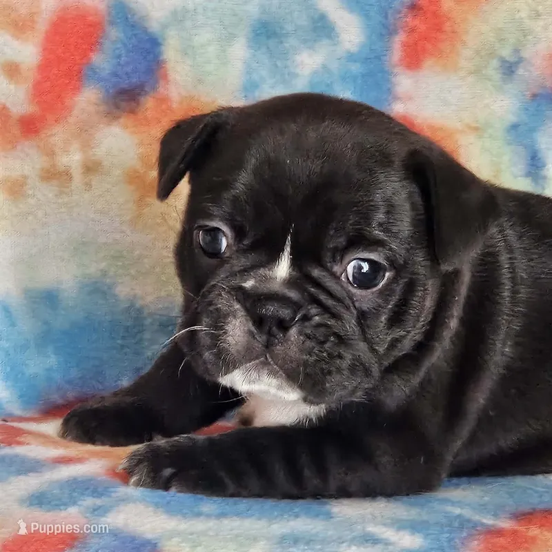 Elvira – French Bulldog puppy for sale in Stockton, MO
