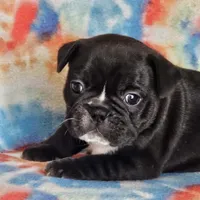 Elvira, a female French Bulldog for sale in Stockton, MO – 1 of 9