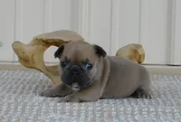 Suede, a male French Bulldog for sale in Stockton, MO – 4 of 7