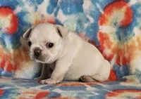 Diva, a female French Bulldog for sale in Stockton, MO – 4 of 9
