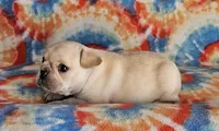 Charro, a male French Bulldog for sale in Stockton, MO – 5 of 9